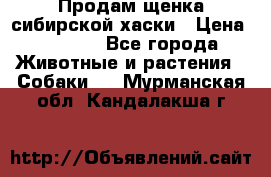 Продам щенка сибирской хаски › Цена ­ 8 000 - Все города Животные и растения » Собаки   . Мурманская обл.,Кандалакша г.
